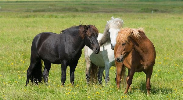 Su, Keren 아티스트의 Horses on the ranch-south Iceland작품입니다.
